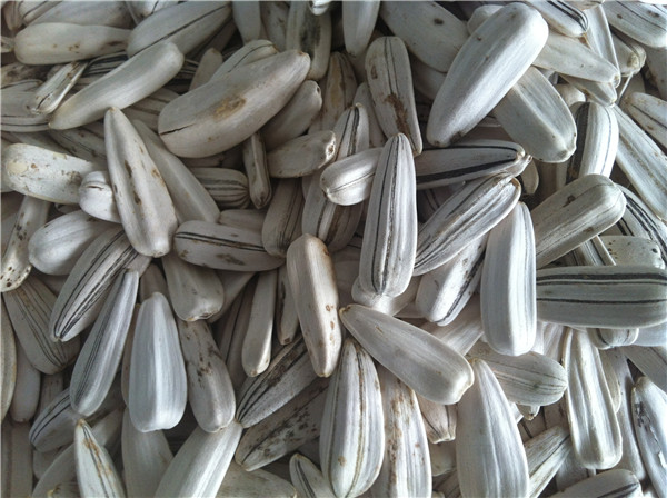 9 葵瓜子 sunflower seeds.jpg